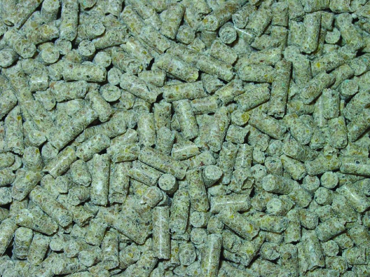 CRICKET FOOD